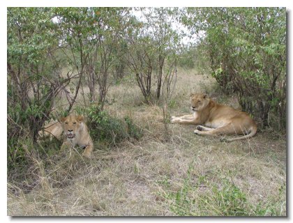 KE 182 - Lioness Pair